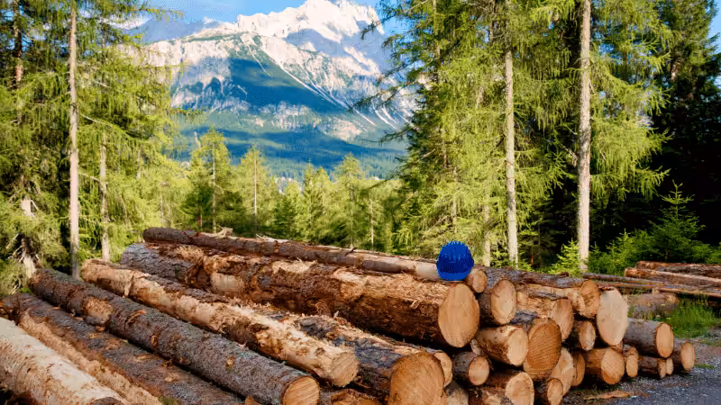 Moving lumber in the forest